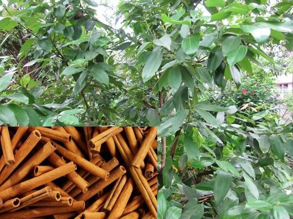 Dalchini Plant - True cinnamon tree, Cinnamon Bark Live Plant Ceylon cinnamon tree Spice Plant (B0CSDVVRFL) Amazon Price History, Amazon Price Tracker