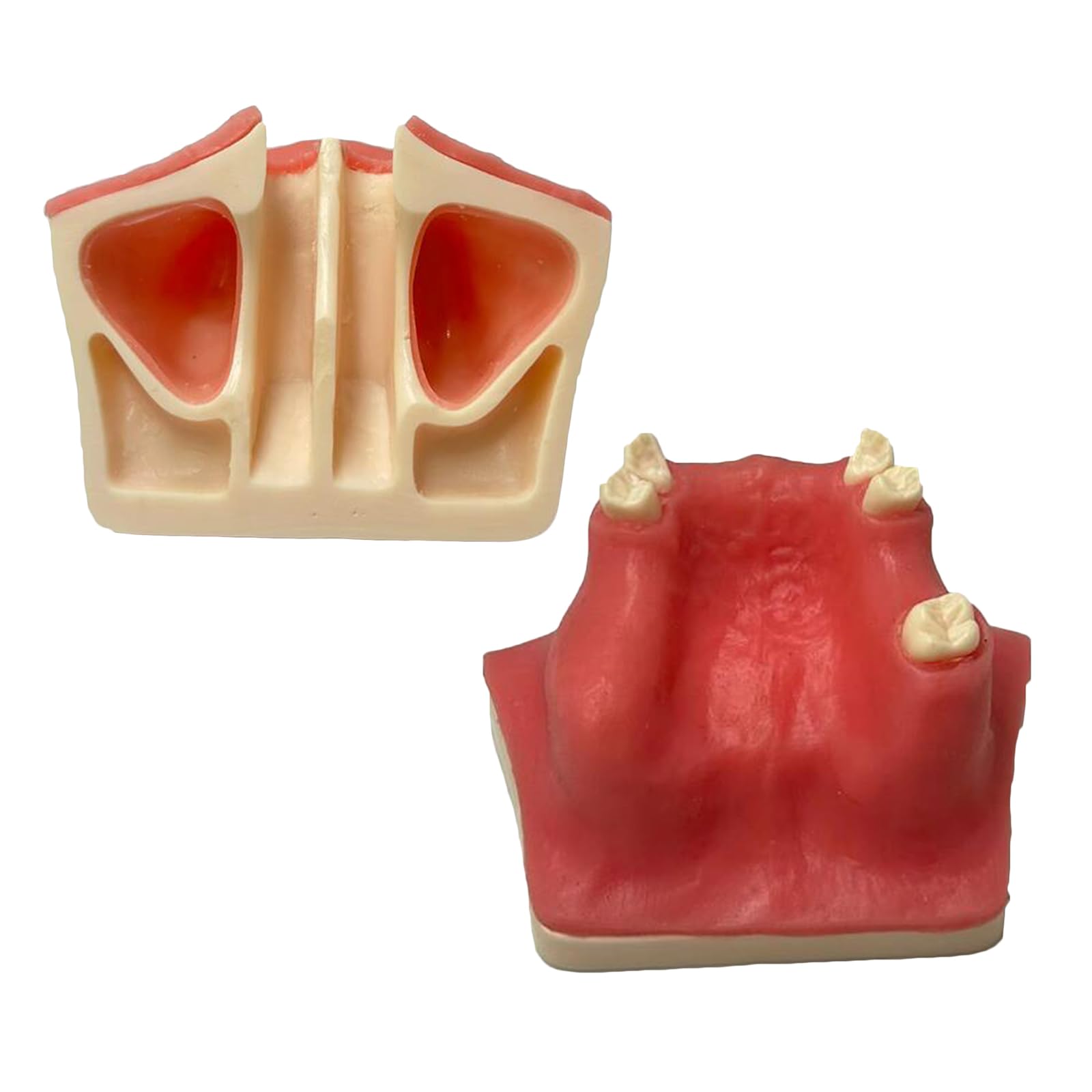 KH66ZKY Maxillary Sinus Lift Practice Model - Dental Implant Practice Model - Oral Simulation Implant Soft Gum Dental Material
