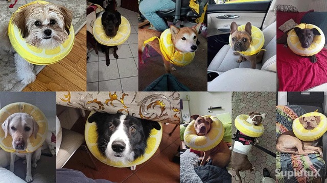Amazon | SuplutuX エリザベスカラー 犬 猫 カラー 浮き輪タイプ