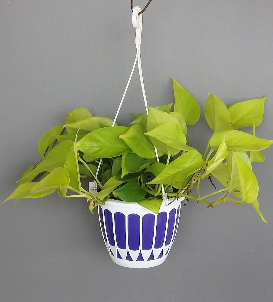 Amazon.co.jp: ポトス ライム 5号 吊り鉢 観葉植物 インドアグリーン