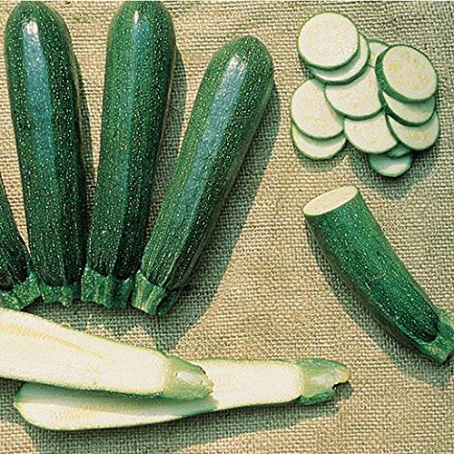 PAGANO DOMENICO E FIGLI SEMENTI DAL 1954 ZUCCHINO PRESIDENT HYBRID NR.30 SEMI