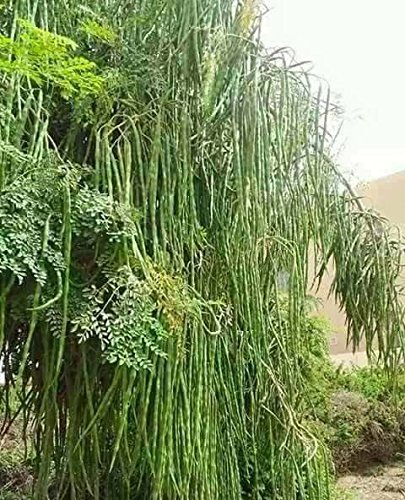 Zone Marketing Moringa Seeds/Long Size Drumstick Seeds (3 Feet) / Murungai Vidhai - 10 Seeds + 500g Compose Fertilizer (B091B8WVFY) Amazon Price History, Amazon Price Tracker