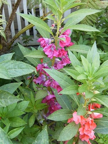 Balsamina Balsam Impatiens Mixta Touch Me Not jocad (100 Semillas)