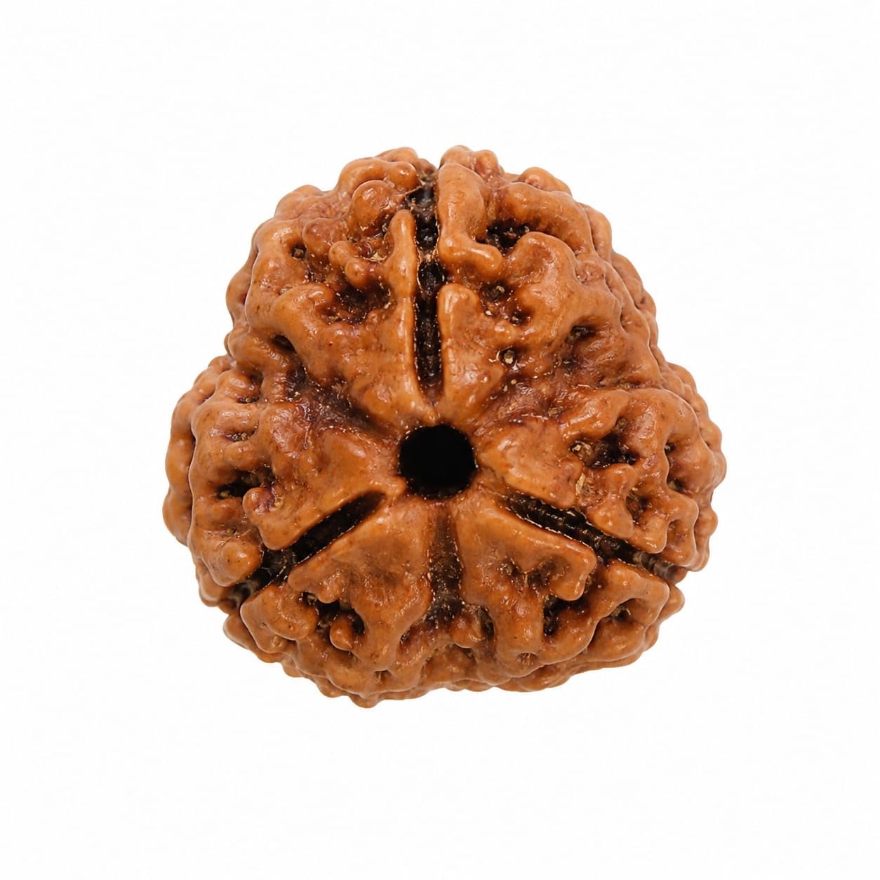 3 Mukhi Rudraksha Bead, Natural Brown, 18-22 mm, Three Face, Certified, for Meditation, Puja & Yoga-image-19