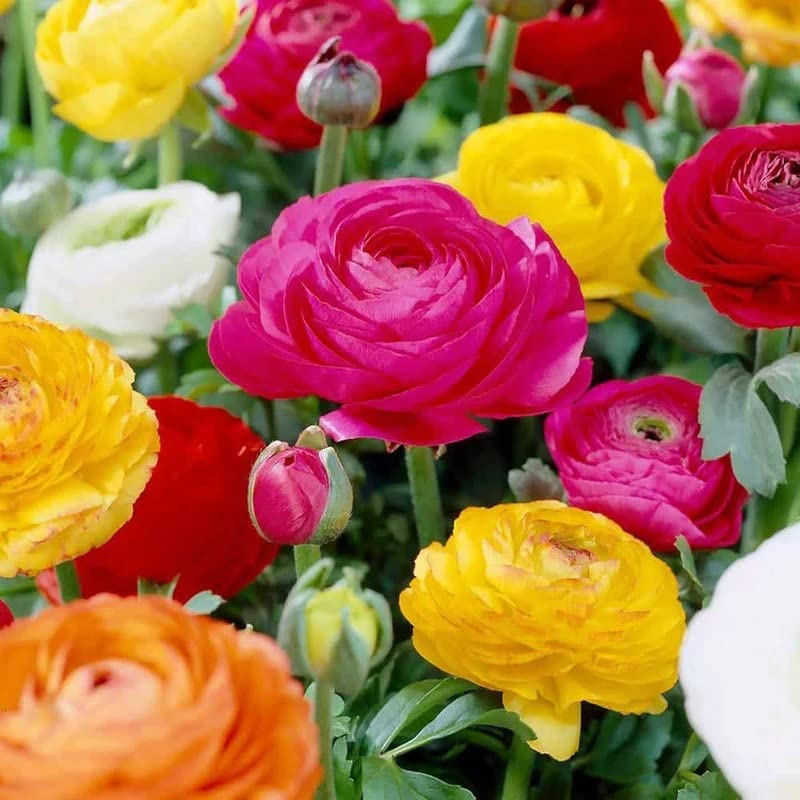 Flower Ranunculus Bulbs Plant Live Seeds Pack of 1 BY Zabbus Mix Color 1