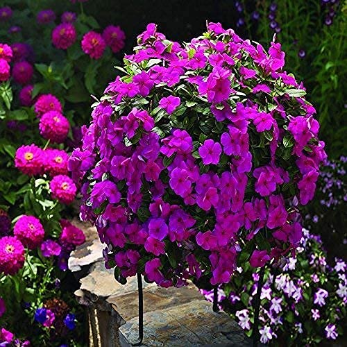 SRI SAI FORESTRY Rosy periwinkle Vinca Glowing mix color ornamental plant flower seeds for Home Garden terrace Apartments balcony Pack of 100 (B094ZVR1K4) Amazon Price History, Amazon Price Tracker