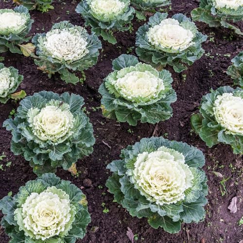 comprar semillas de col rizada - variedades antiguas de balcón de invierno de jardín 550pcs