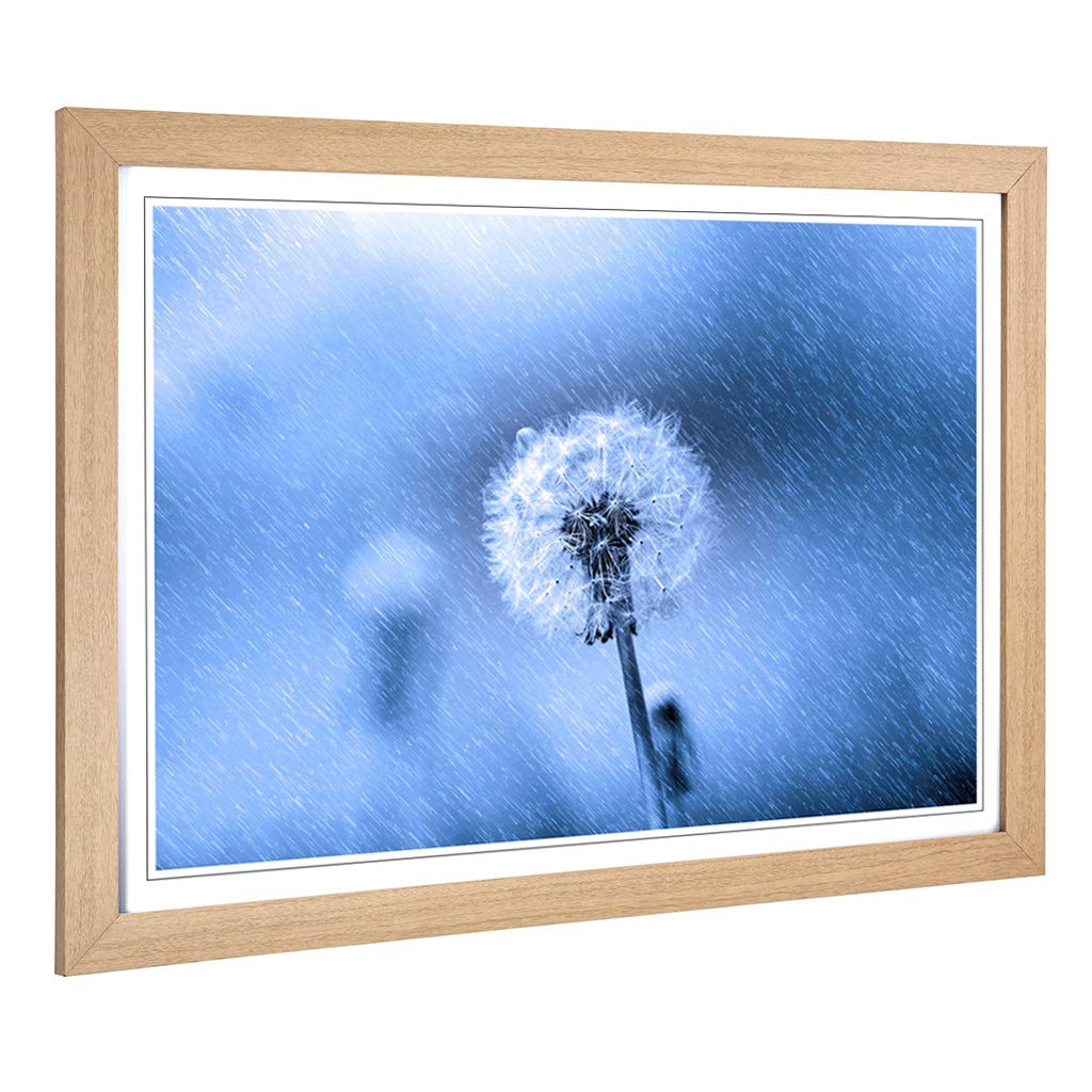 Big Box Art Framed Print of Flower Dandelion in The Rain (1) Design | Wall Art Picture | Home Decor for Kitchen, Living Room, Bedroom, Hallway, Oak, A2 / 24.5x18 Inch / 62x45cm