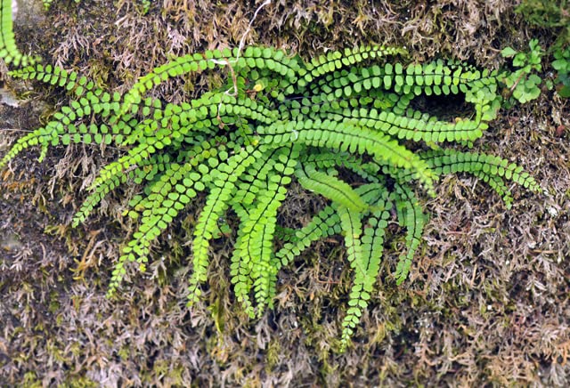Asplenium Trichomanes | Maidenhair Spleenwort | Plug Plant