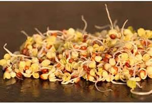 Miniatura 4 de Rábano, Microverde, brotando, 6 onzas, sin OMG - Country Creek LLC Brand - Alta germinación de brotes - Semillas comestibles, jardinería,