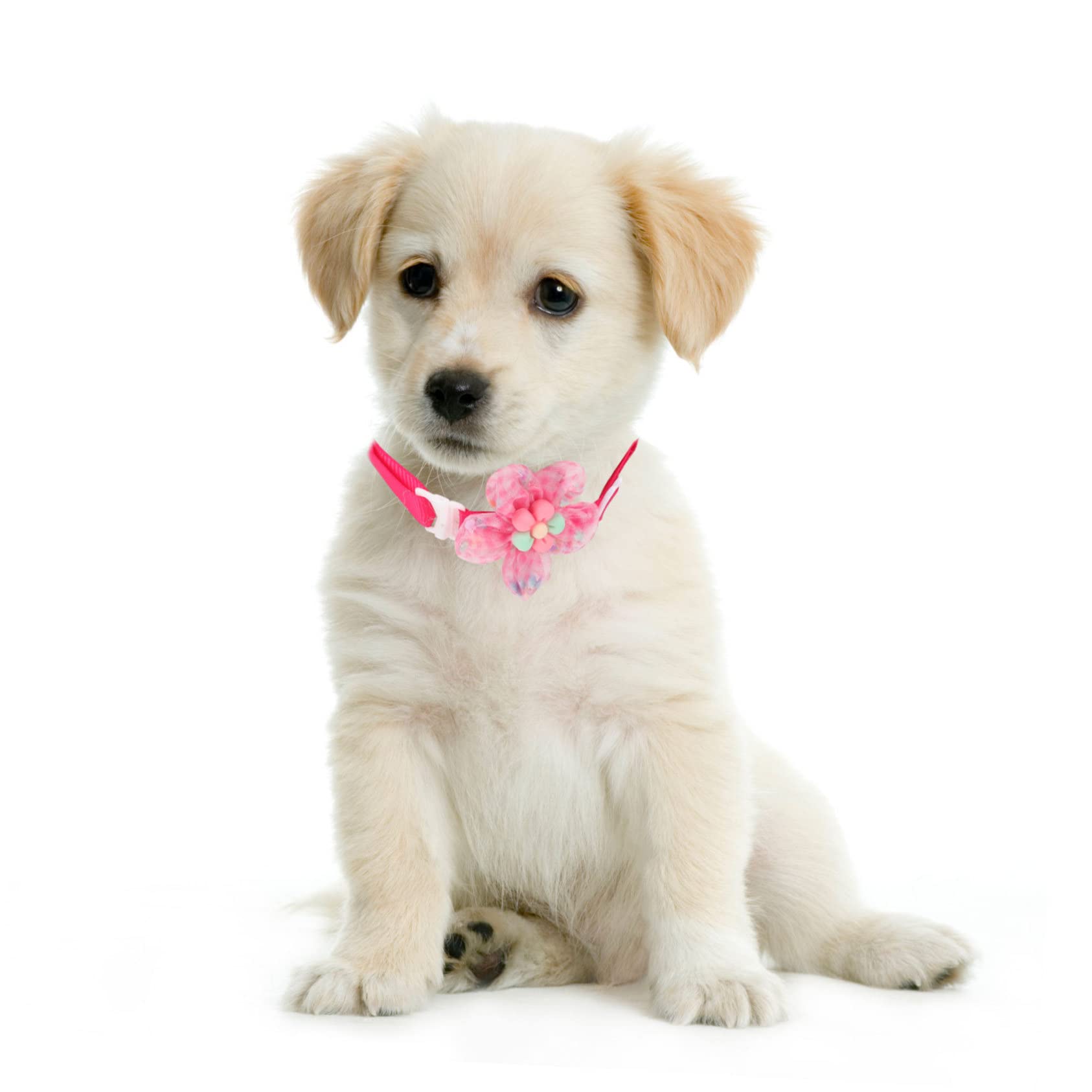Yardwe 30pièces Collier pour Animaux De Compagnie avec Accessoires De Fête pour Et Chiens De Petite