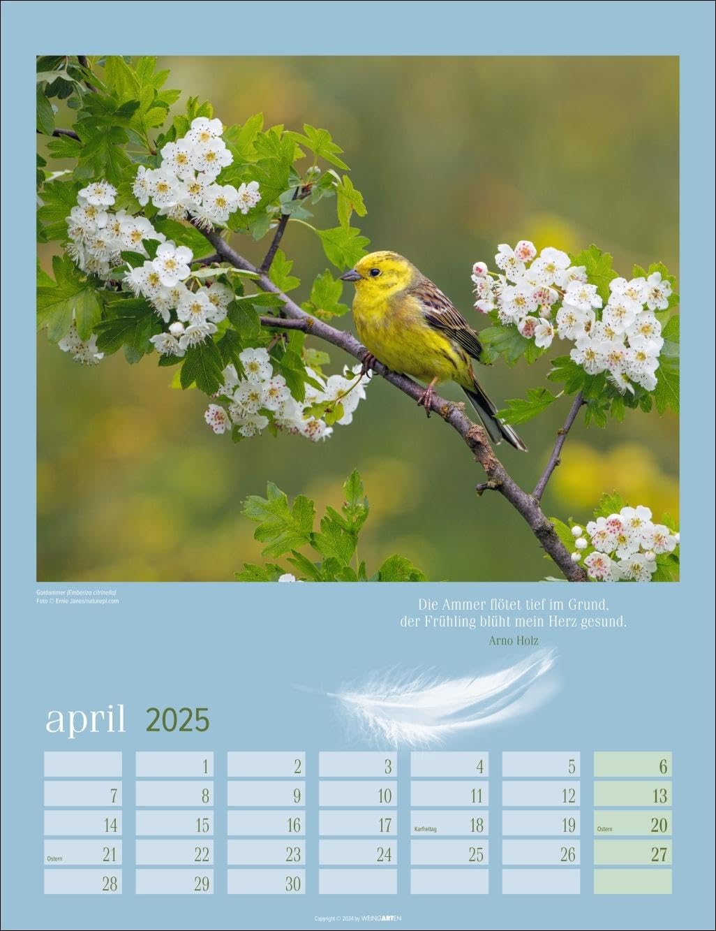Calendrier Mural 2025 Oiseaux Exotiques – 30,5 X 61 Cm Ouvert, 12 Mois, Papier Qualité, Fêtes Internationales