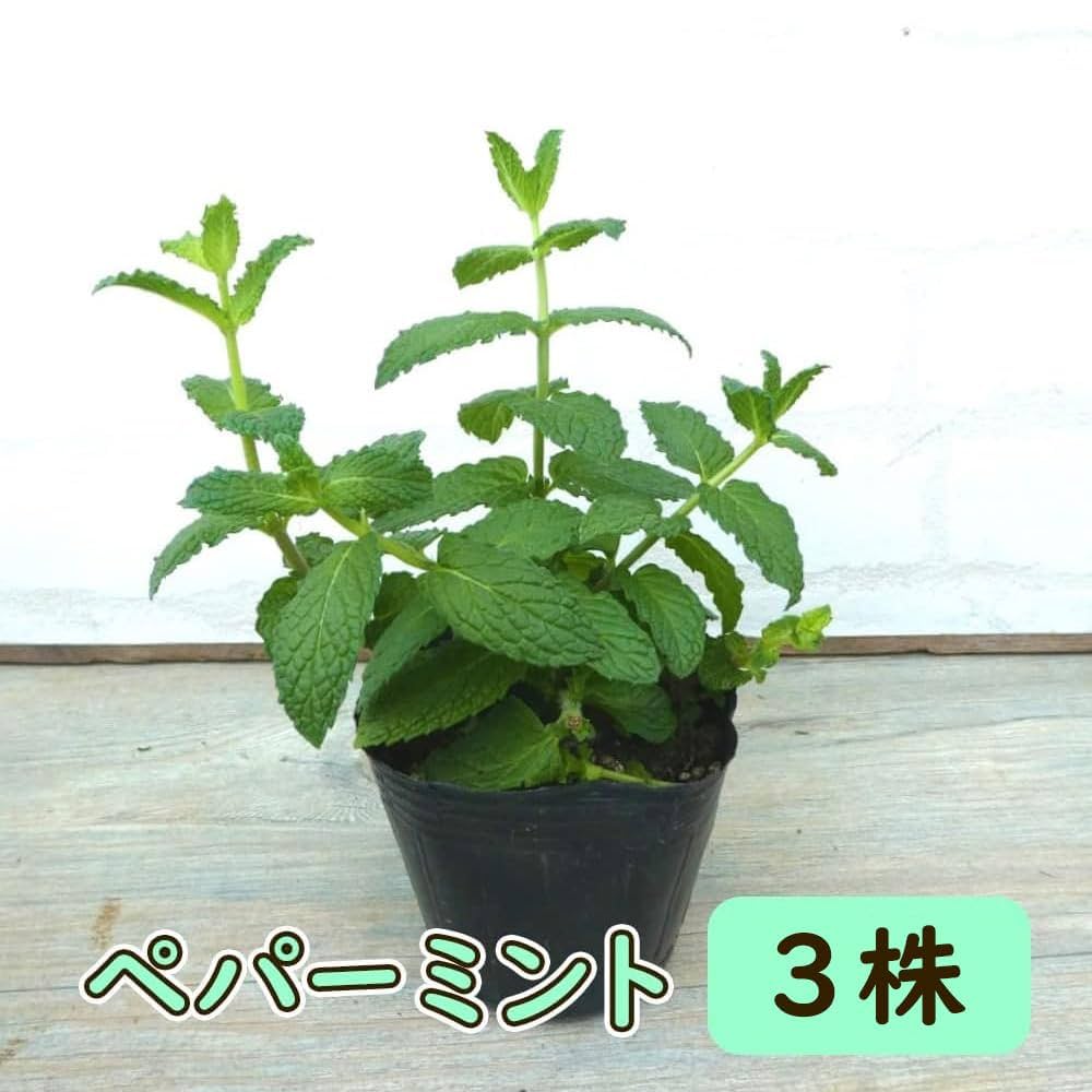 ミントミントミント様　プラナロム ローズオットー、ペパーミント、ローズウッド ミントミントミント様 プラナロム ローズオットー、ペパーミント