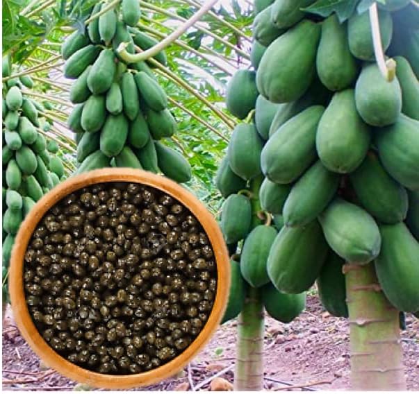 Más de 25 semillas de fruta de papaya enana Waimanalo para plantar, semillas muy frescas, raras, orgánicas, tropicales para jardineros domésticos,
