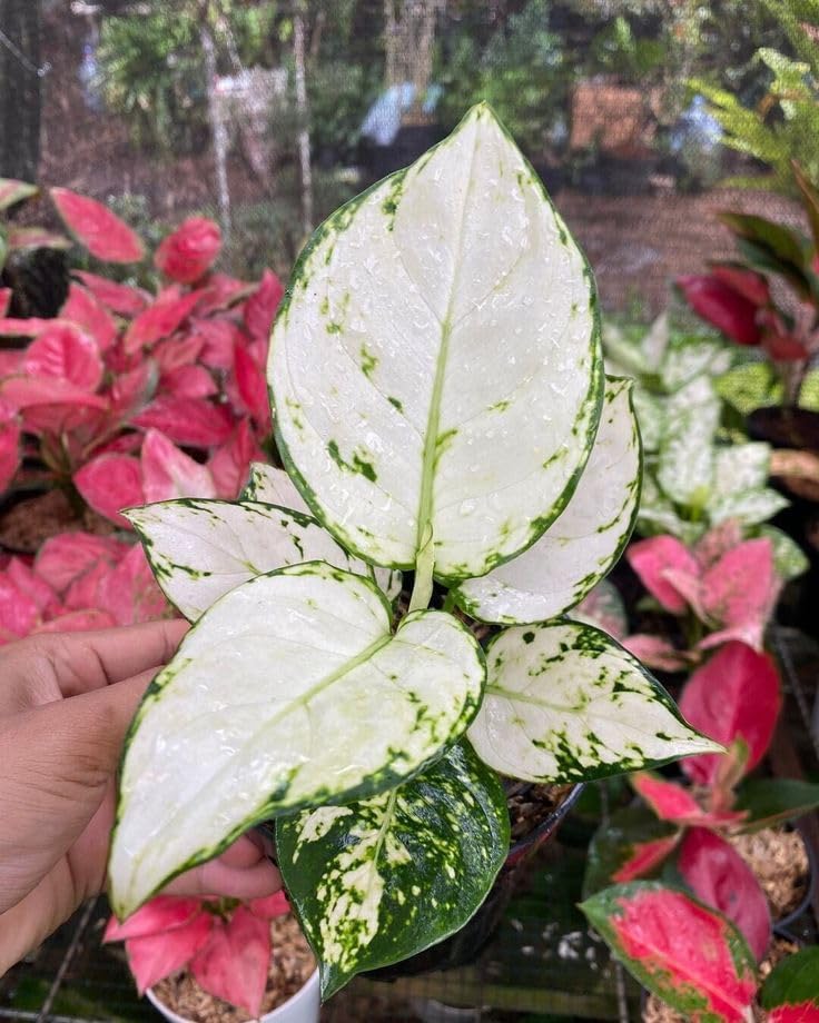 LITTLE JUNGLE Aglaonema Super White - Healthy Live Plants with White Pots, Air Purifying Plant, Indoor Plants with pots for home (B0CRHVB1D2) Amazon Price History, Amazon Price Tracker