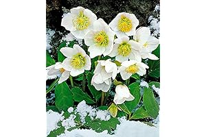 2 Helleborus Hellebore Plants Bare Root, Perennial, Deer Resistant, For Sun and...