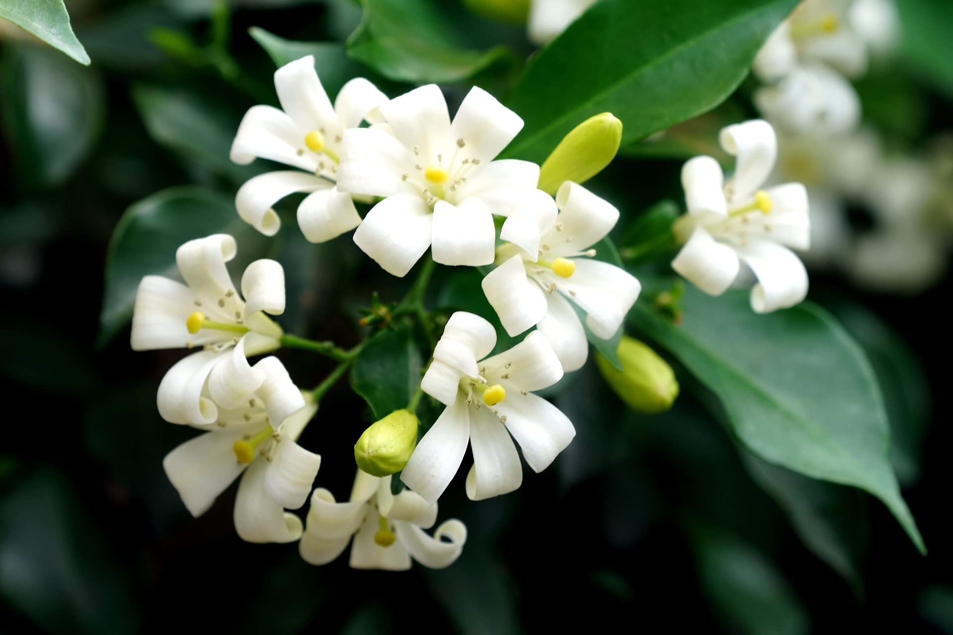 The Gifti ® Exotic Live Plant Murrayya Exotica Kamini Evergreen All Time White Flower Garden Plant (kamini are suitable Plants for bonsai tree) Jasmine Flower Plant for home garden (B0BTTKC7BQ) Amazon Price History, Amazon Price Tracker