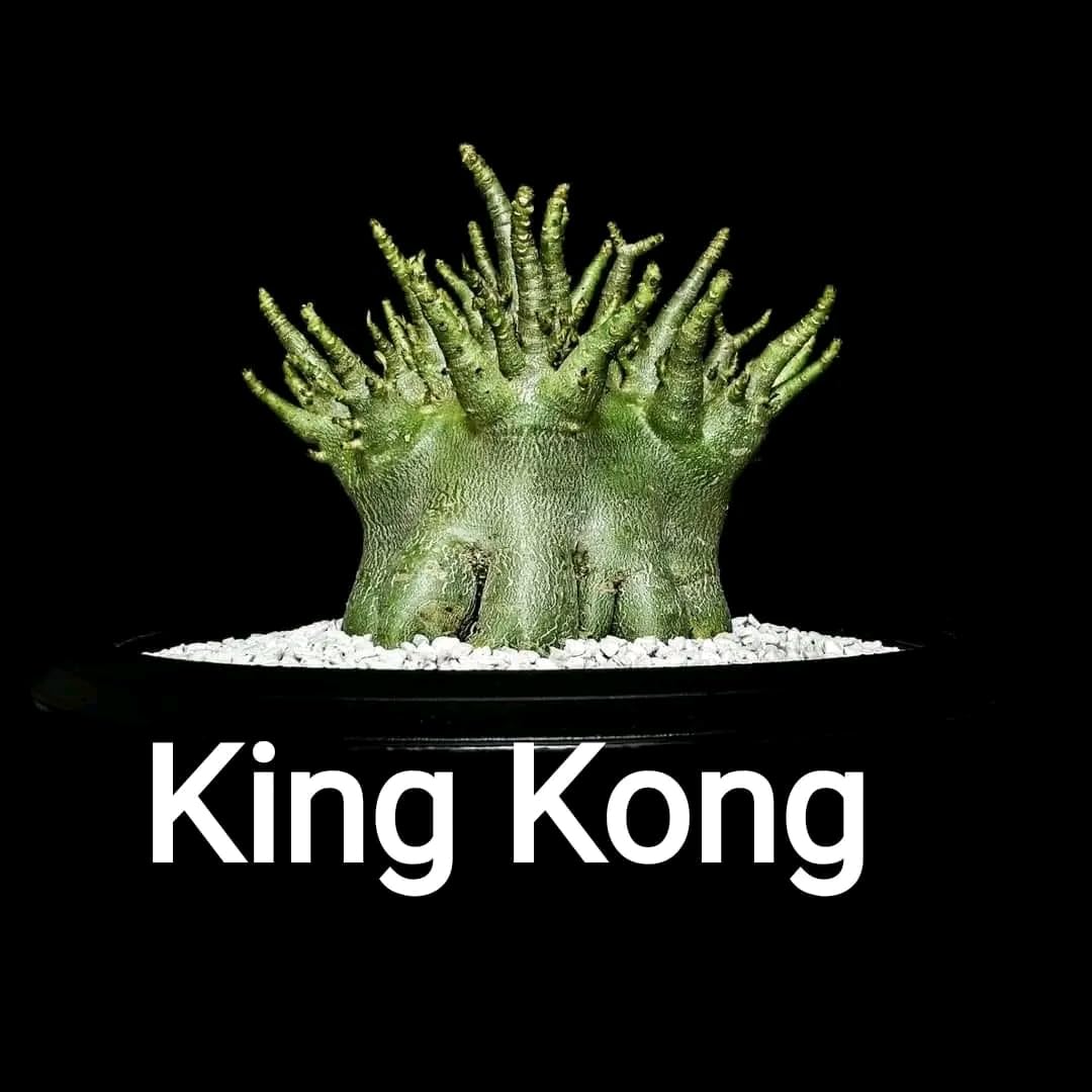 Adenium Arabicum KING KONG Plant Seed Pack of 5 seeds. (B0D8ZH8CW3) Amazon Price History, Amazon Price Tracker