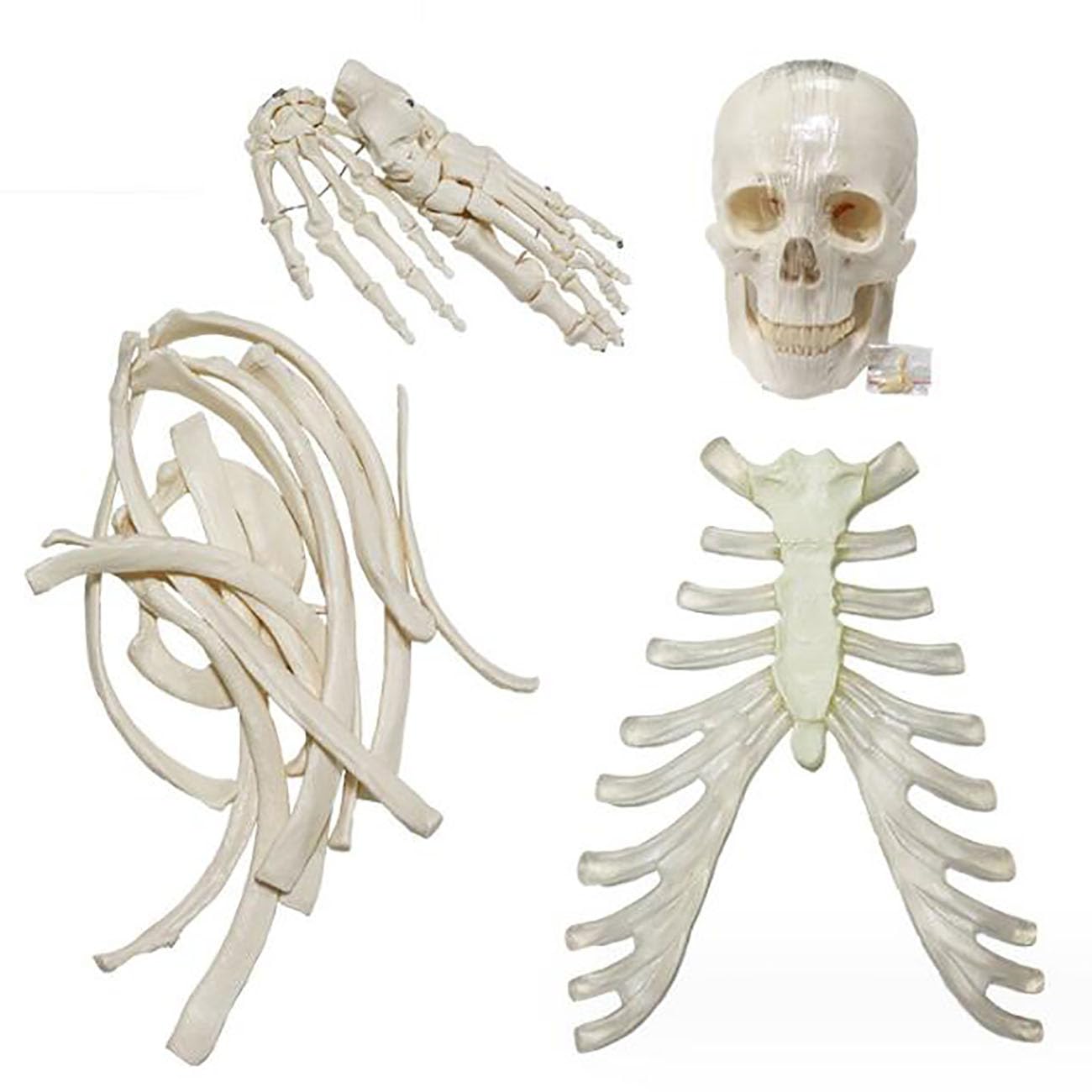 67-calowy model anatomiczny ludzkiego szkieletu w pełnym rozmiarze, kości przegubowe z PVC, 1 zestaw