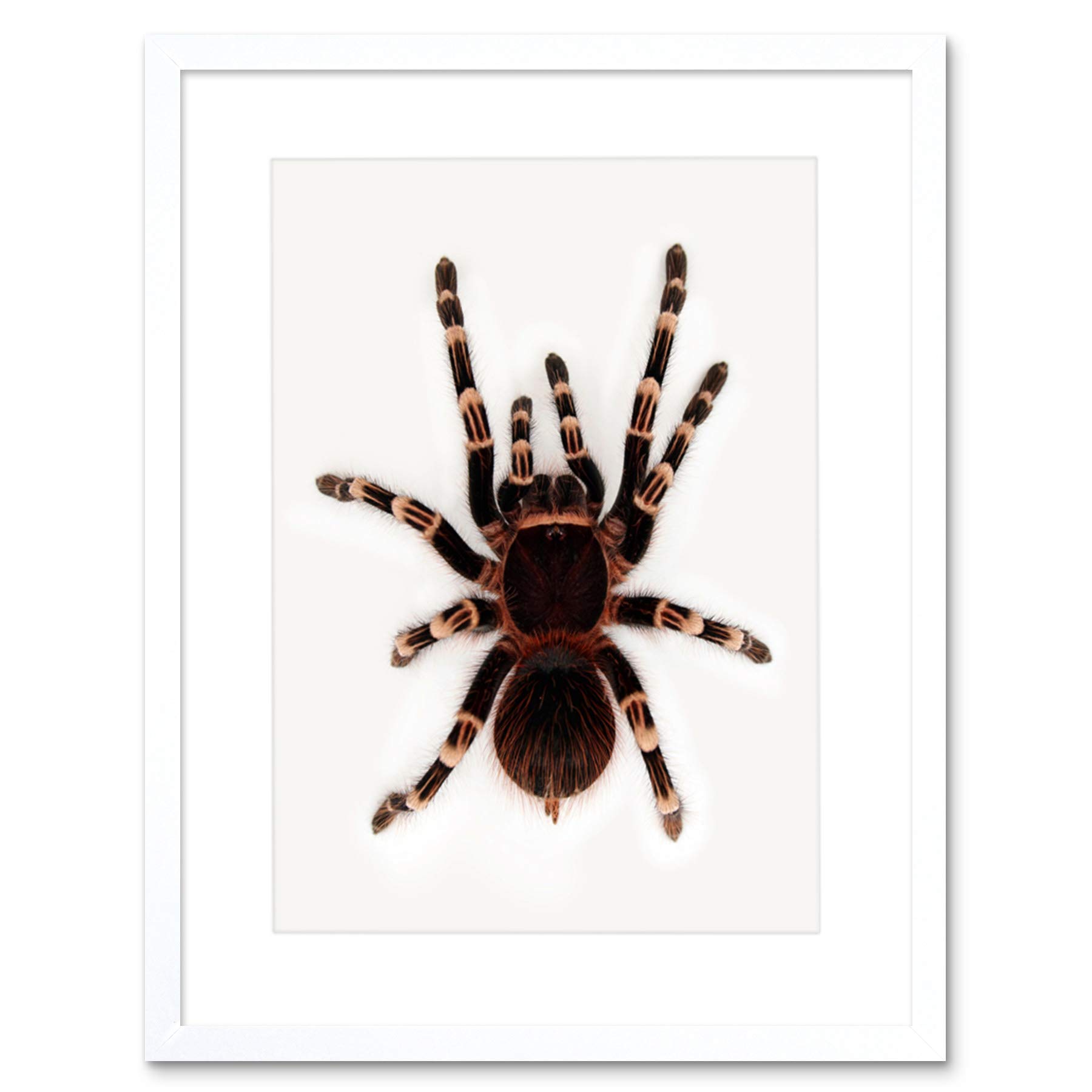 Wee Blue Coo Redknee Tarantula Spider Arachnid Art Picture Framed Wall Art Print