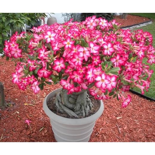 Desert Rose Plant Adenium Obesum 2 Feet