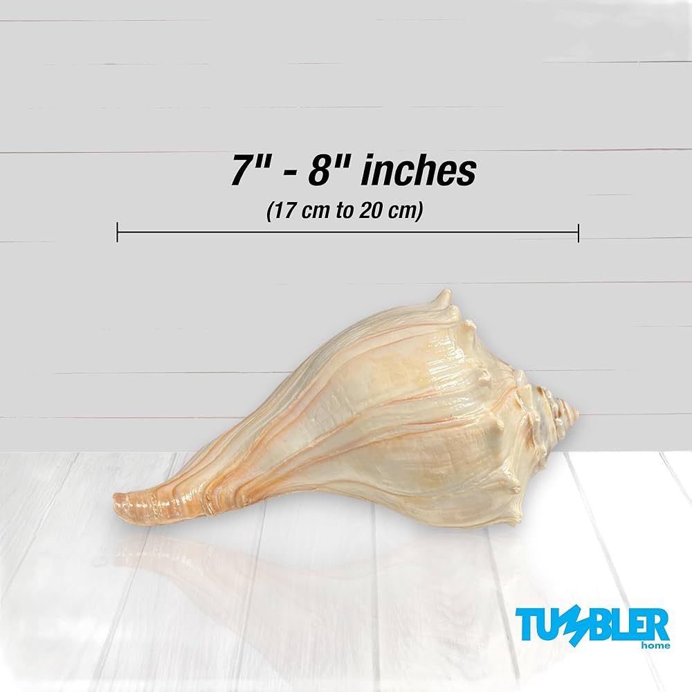 Atlantic Whelk Shell, Large Seashells, Sea Shells for