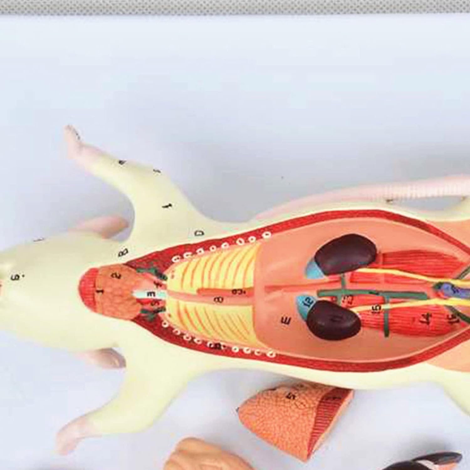 1 szt. Model anatomiczny myszy do zastosowań w opiece zdrowotnej – do szkoleń z zakresu weterynarii i biologii