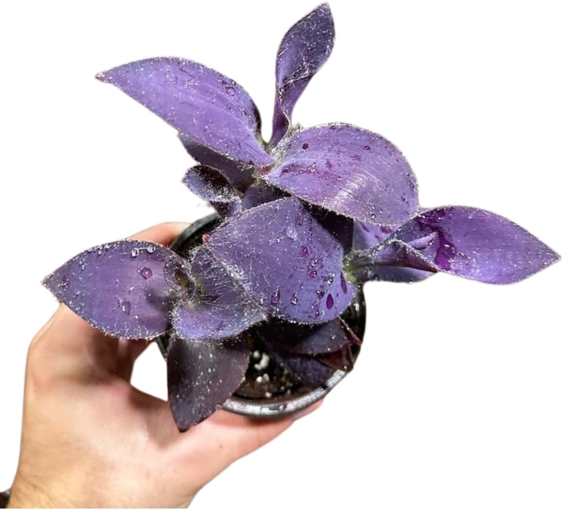 PLANTVERS Tradescantia Purple Jew in a 3" Nursery Pot - Purple Queen Plant - Trailing Houseplant - Air Purifier & Easy Care Indoor Plant - Low Light Office Plant