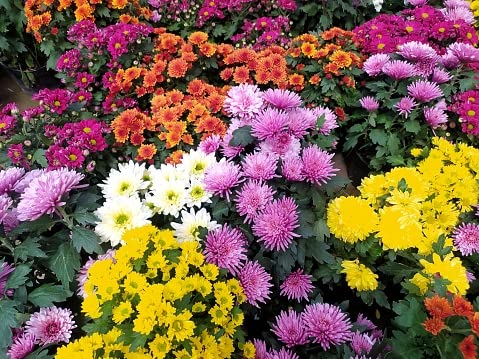 3 Live 3 Types Chrysanthemum Chandramallika FLower Plant Multicolour PAck Of 3 Plant (B0BMQRSG53) Amazon Price History, Amazon Price Tracker