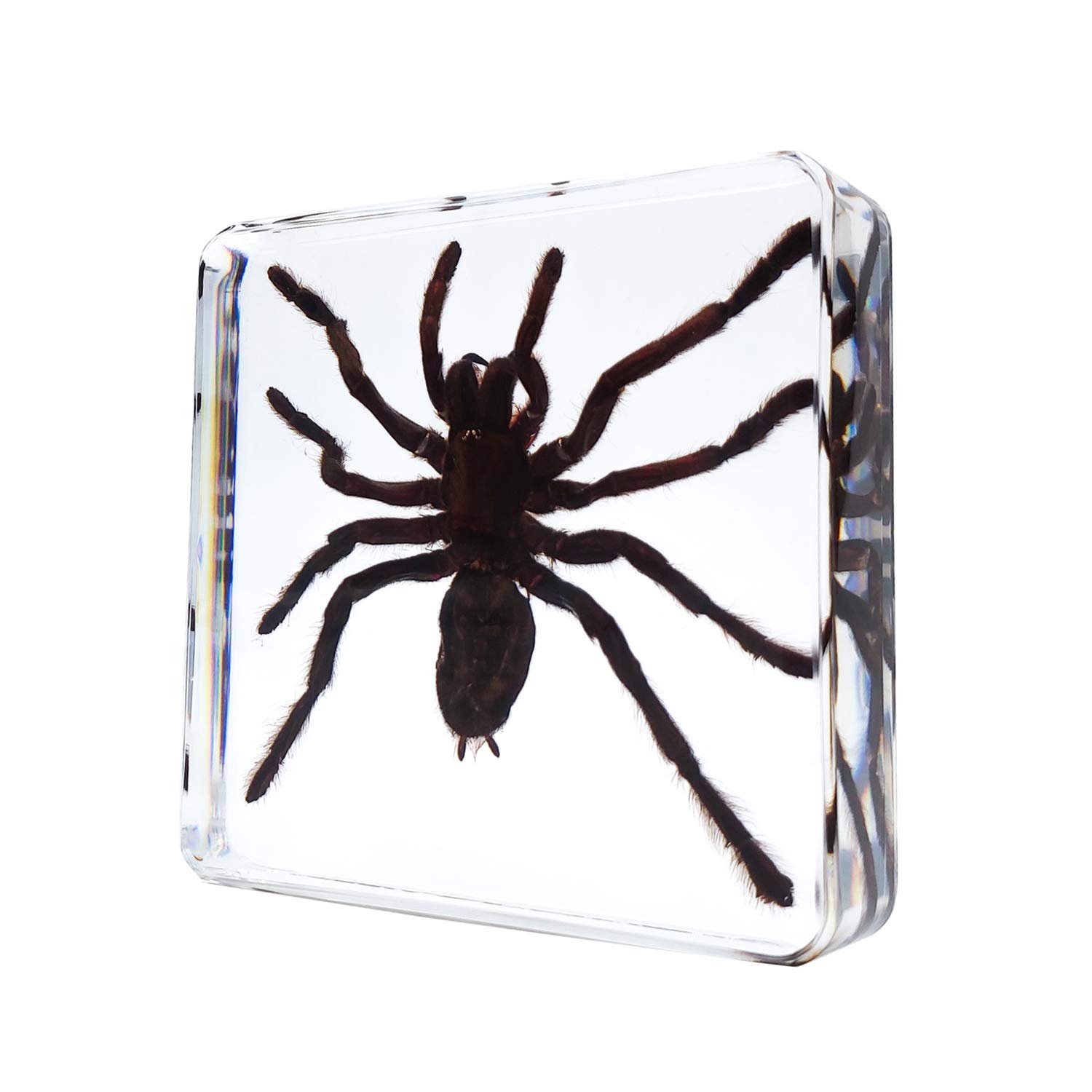 LOOYAR Real Spider Resin Insect Paperweight Desk Decoration Taxidermy