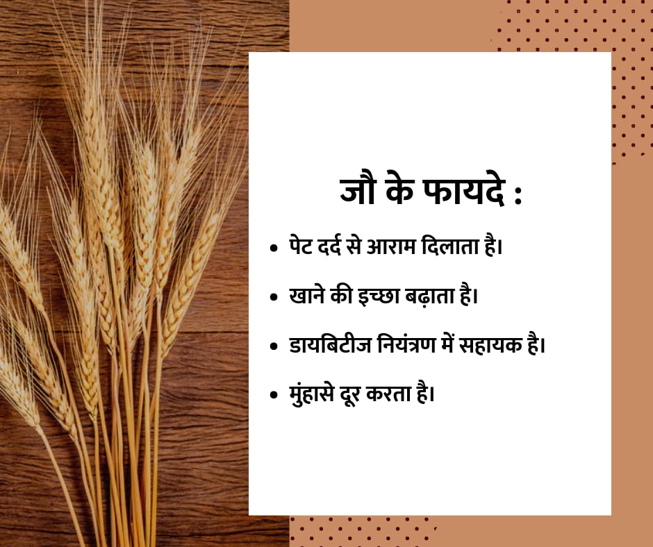 Image of Eywa Seeds & Exports Pvt Ltd Organic Barley Flour (Jav Flour) (15 Kg) For Eating And Cooking | Produce Of India From Organic Farms By (Suhani) Eywa