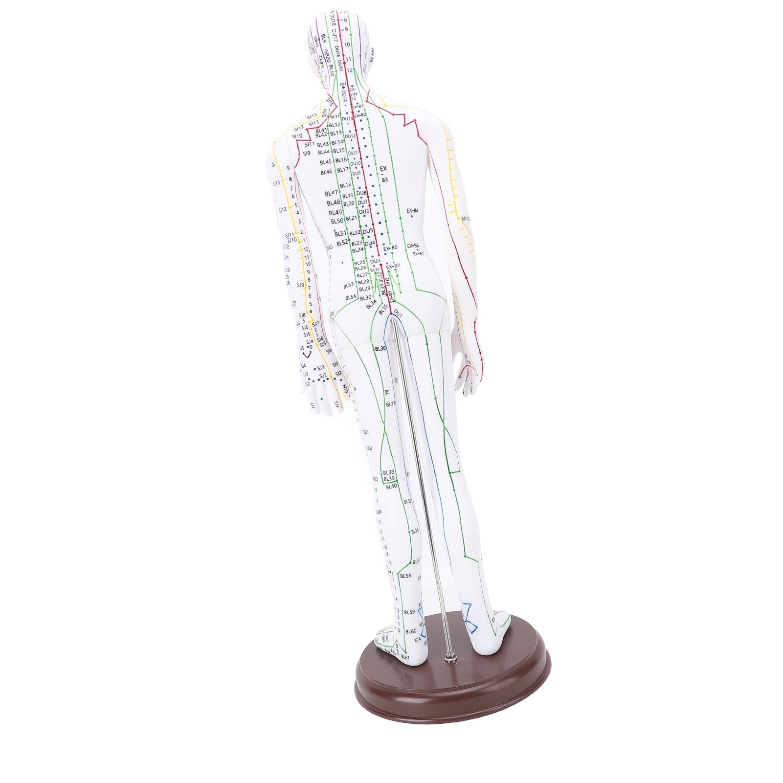 Acupuntura Doll, Modelo de Punto de Acupuntura Humana para Aprendizaje y Ejercicios, 52 Cm / 20.47in (Tipo de hombres)