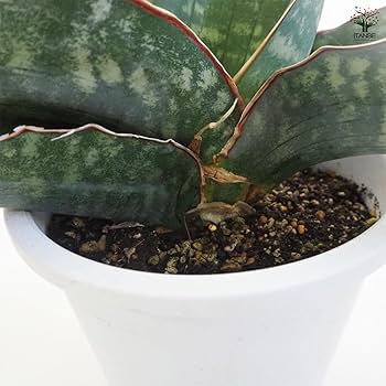 Amazon｜ITANSE サンスベリア ドラゴンウイング 5号 1個売り