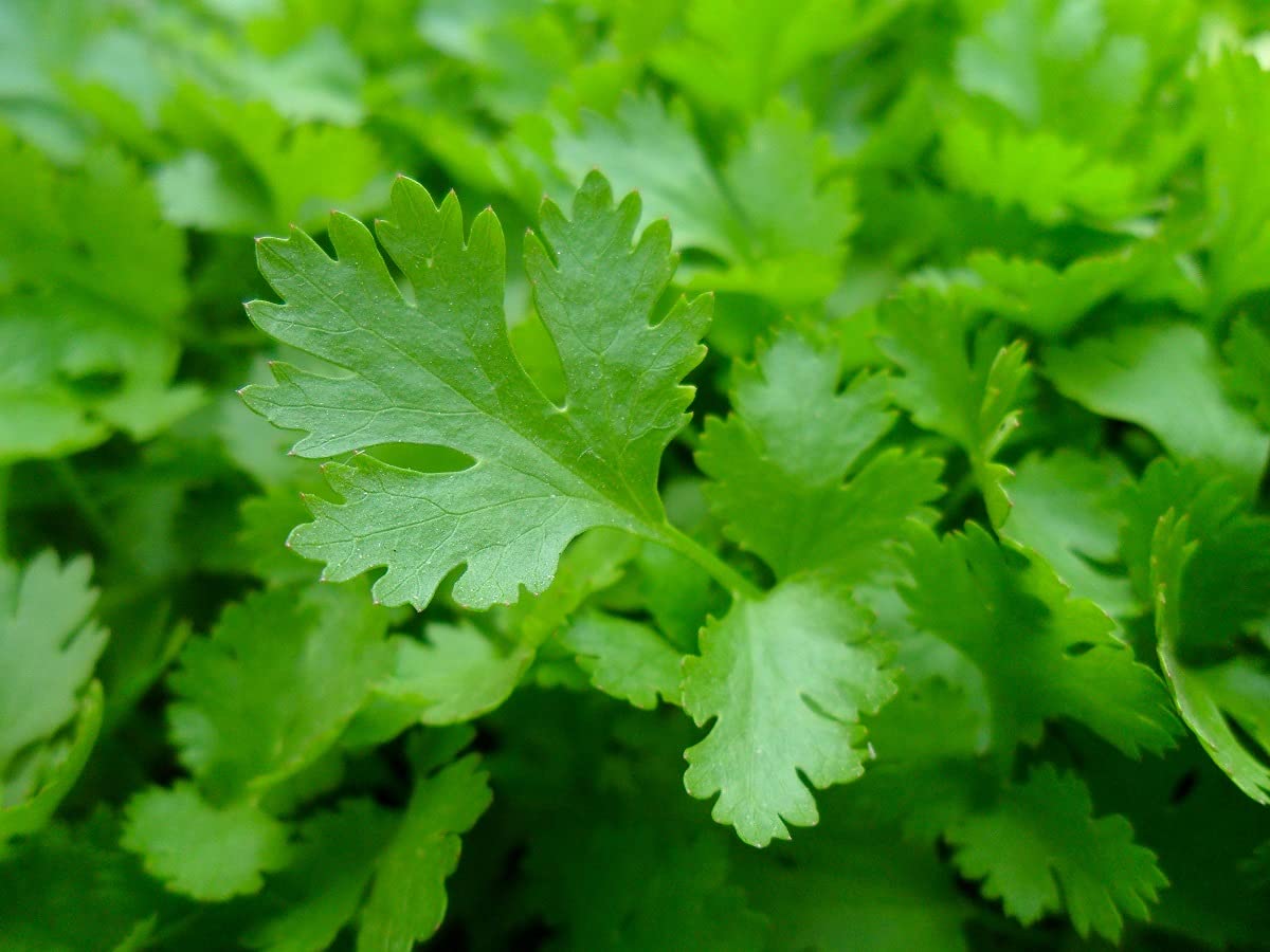 Partia 500 nasion włoskiej pietruszki olbrzymiej - Tradycyjna i bardzo aromatyczna roślina - Niezastąpiona w kuchni - 100% naturalna - Gustowna jakość - Gwarancja kiełkowania - 100% powtarzalności
