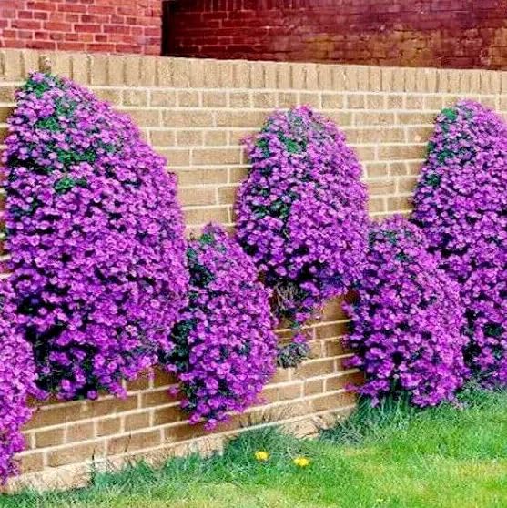 1 Pack of 800 SEEEDS Rock Cress Aubrieta hybrida Cascade Purple