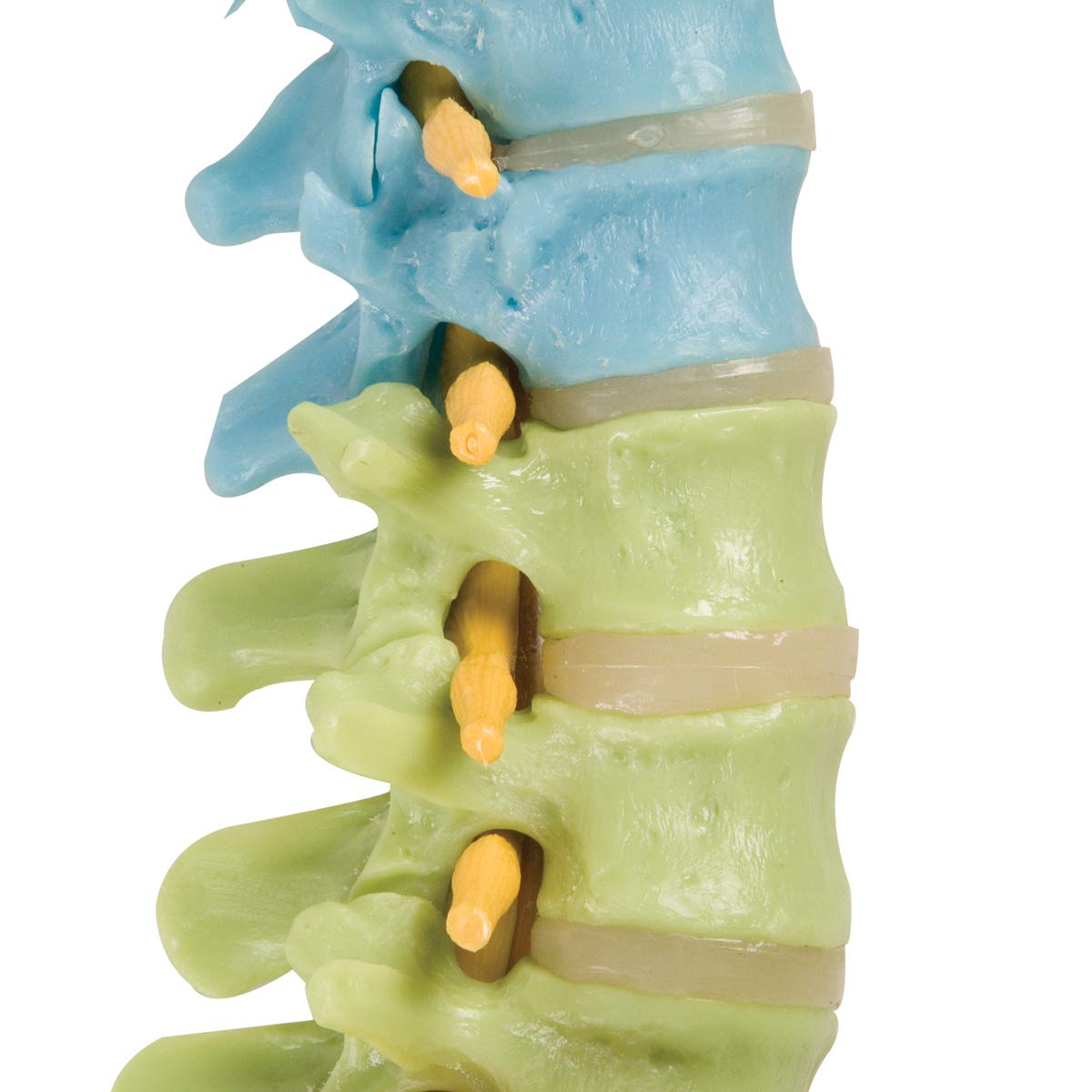 Amazon.co.jp: A58/9 Human Didactic Flexible Spine Model with Femur