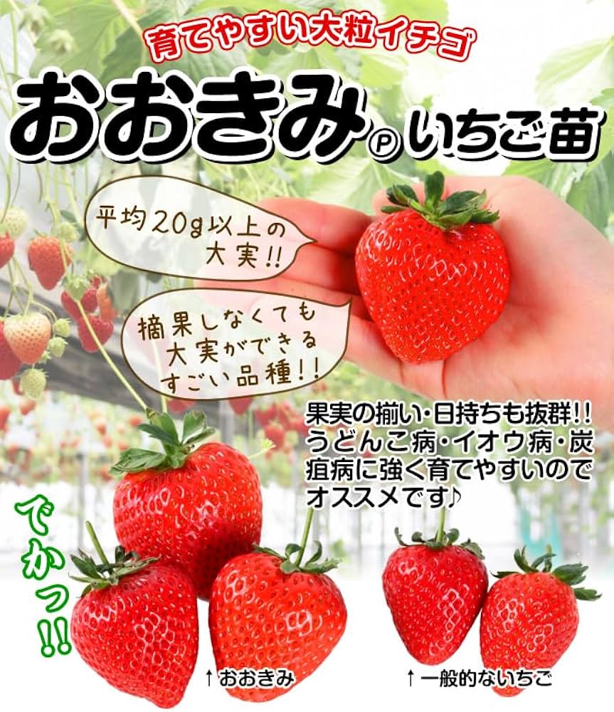 【専用】いちご苗　200株 いちごのかんたん栽培セット（鉢無しでできる）：にょほう（女峰