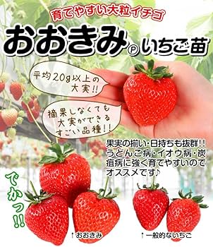 【いちご】2枚セット dja588zypdgo3ql6e39cjqtt0ev7