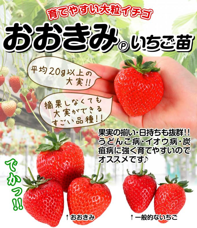 Amazon.co.jp: いちご苗 でっかいイチゴセット 2種6株 / 国華園 24年秋