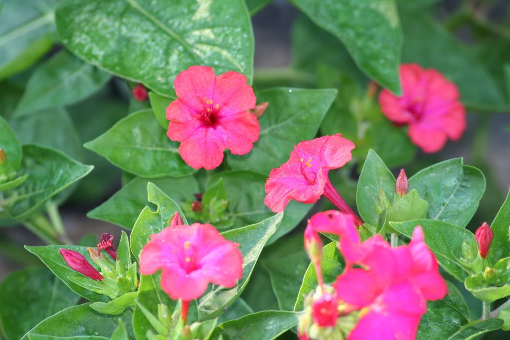 Amazon.com : 25 RED Four O'CLOCK Marvel of Peru Mirabilis Jalapa