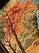 RIOLIS - Autumn View 1079, Cross Stitch Kits 14,96