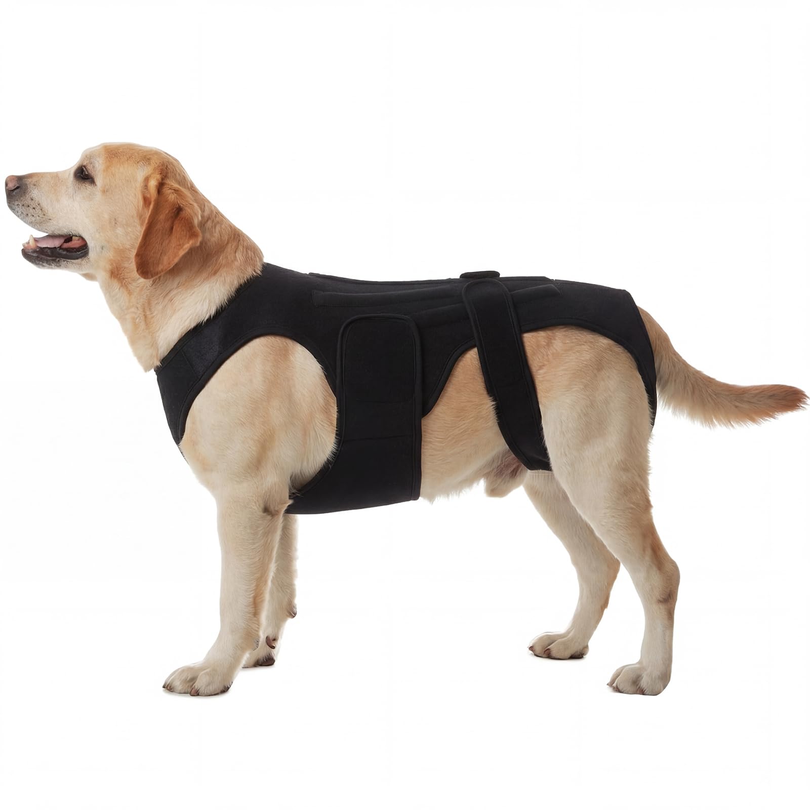 Photo 1 of PURRLIA Dog Back Brace for Spine Stability, Black, 3XL