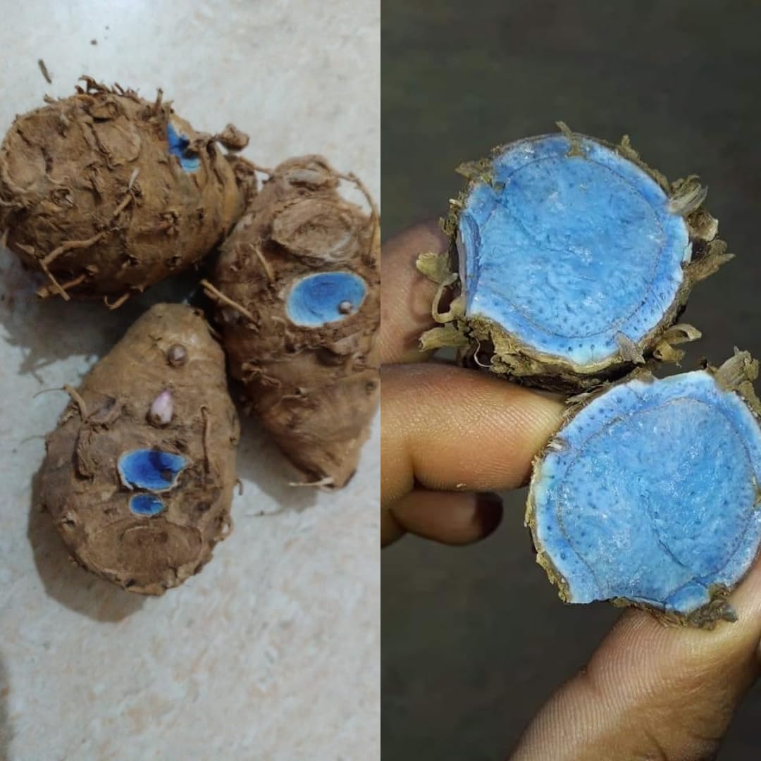 Kali Haldi Seed (Rhizomes) for Planting for farming, home garden, puja | Black Turmeric (Rhizomes) for Planting (1kg) (B0D5D385D7) Amazon Price History, Amazon Price Tracker