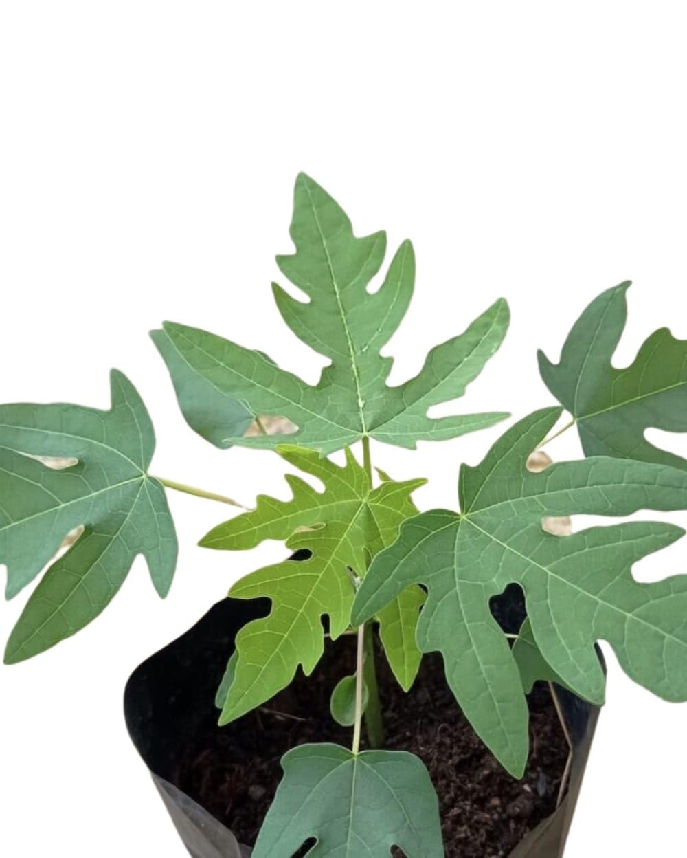 Papaya Live Fruit Plant (Papita) for Home Garden, Easy to Grow Tropical Fruit Tree Sapling-image-1