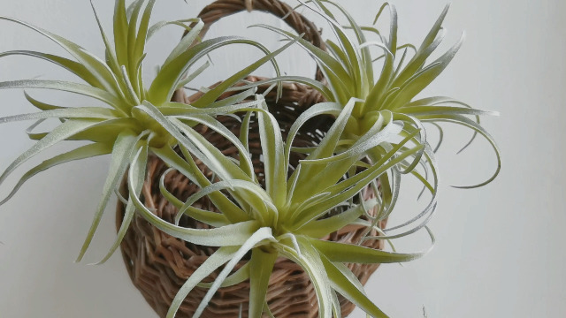 ブロメリア・エアープランツ Tillandsia 'Succulent Form' x Nizanda Amazon.com: Artificial Air Plants Faux Succulents Plants