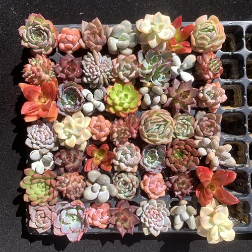 THE ONE BLOOM Mix DIY Rare Live Succulent Plants, 0.5-1,5" Random Mystery Bulk Succulent Live Plant, Without Pot & Soil, 6/12/24 Pcs, Garden Indoor Office Desk Decoration, Plant Gifts (6) - Thumbnail 4