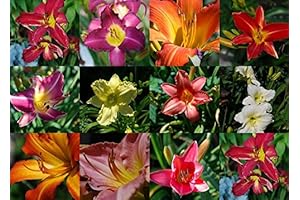 Multihued Daylilies for a Vibrant Spring 2024