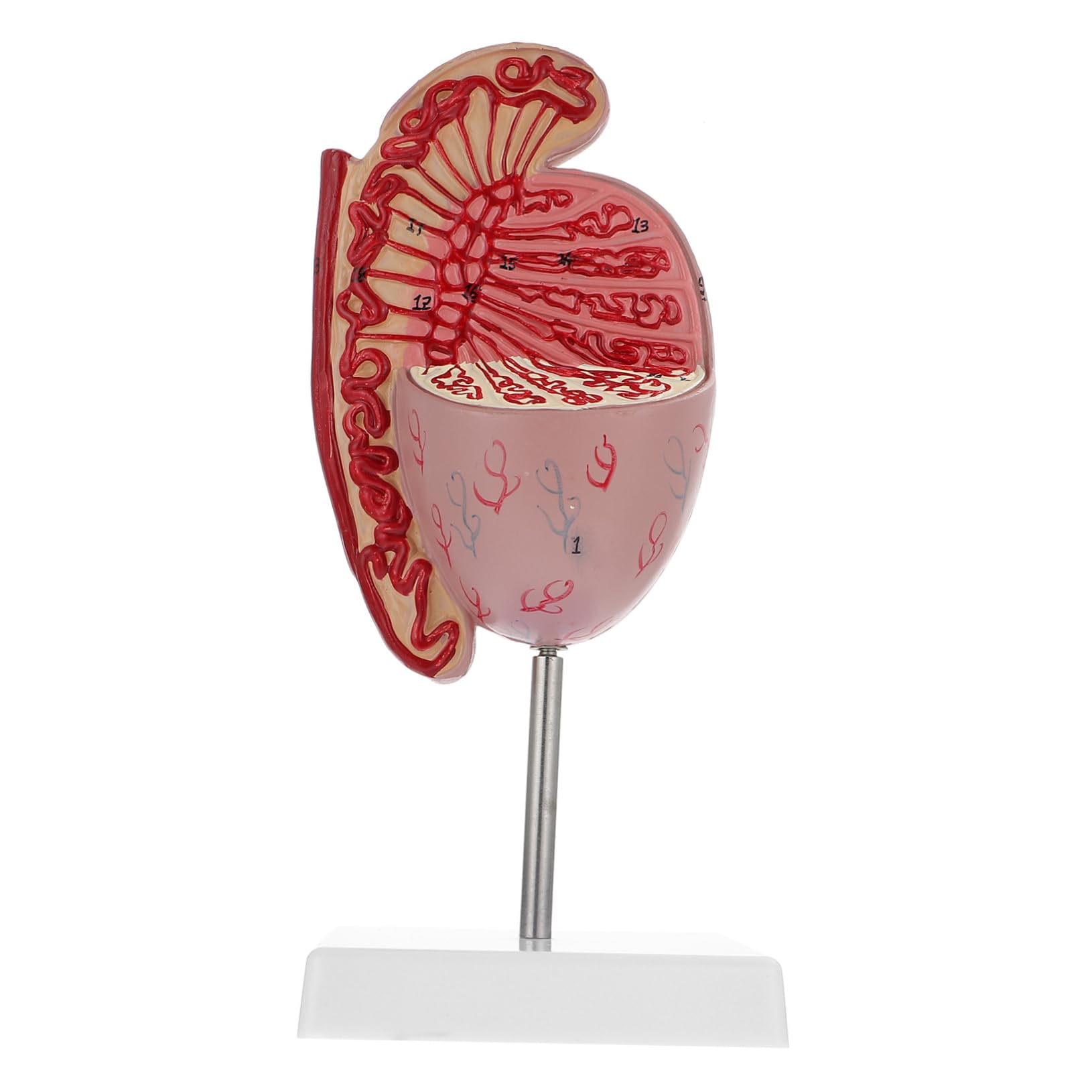 Model Anatomiczny Męskiego Układu Rozrodczego Powiększony Model Do Nauki Anatomii i Fizjologii Materiał Wytrzymały i Bezpieczny Idealny Dla Szkół Medycznych i Kursów