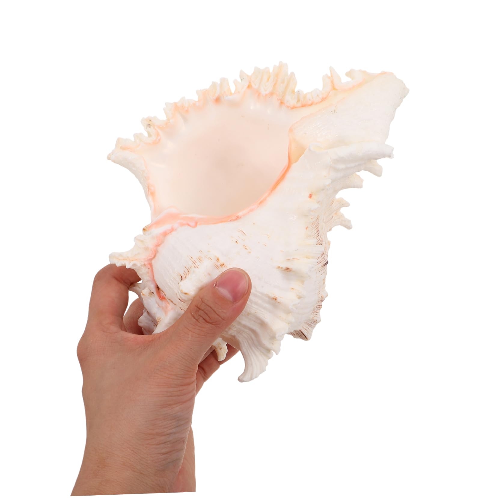 ULTECHNOVO Conchiglia Naturale Grande per Decorazioni Spiaggia e Feste Matrimonio Decorazione Versatile in Conchiglia per Acquario o Centrotavola