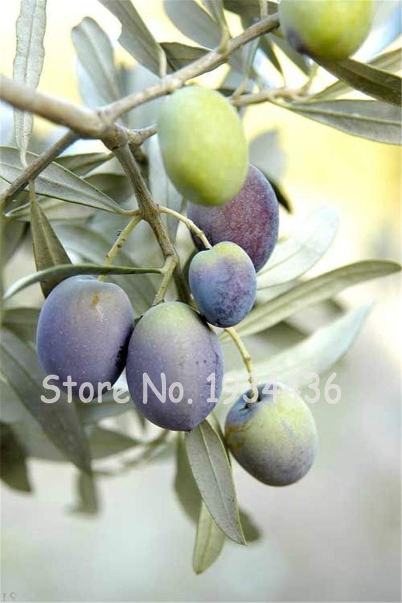 Olive Bonsaï Olea Europaea Mini Arbre Plantes Maison Bricolage Exotique Pots de Fleurs 3 Pièces
